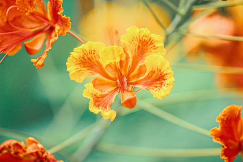 Caesalpinia - Caesalpinia pulcherrima