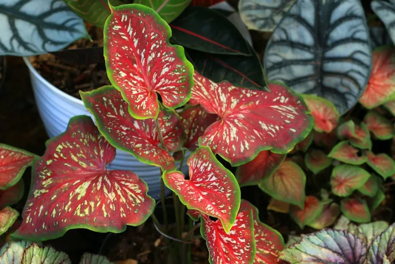 Caladium Bicolor - Caladium bicolor