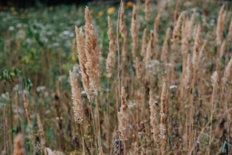 Calamagrostis Overdam - Calamagrostis × acutiflora 'Overdam'