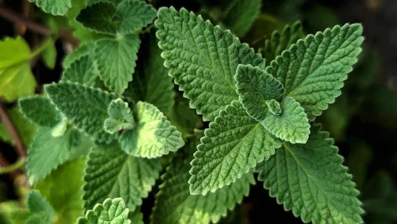 Calamintha - Calamintha nepeta