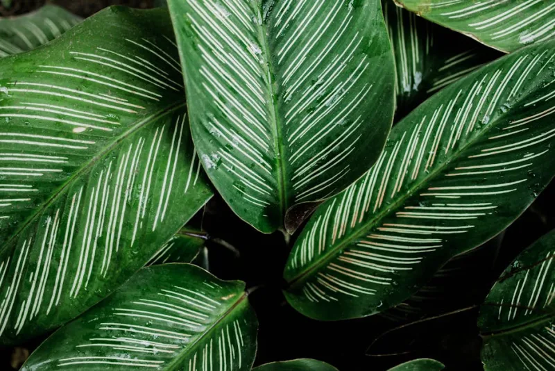 Calathea Fiori - Calathea crocata