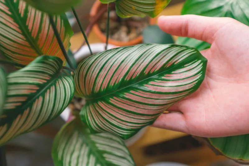 Calathea Ornata - Calathea ornata