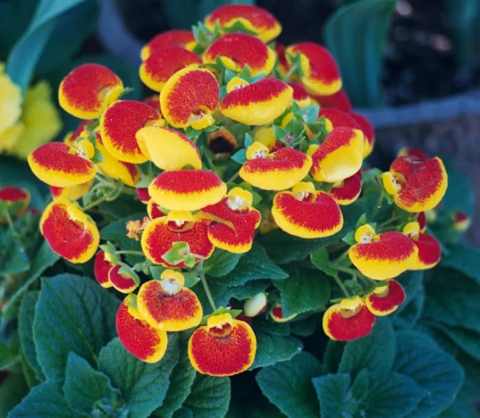 Calcealaria - Calceolaria × herbeohybrida