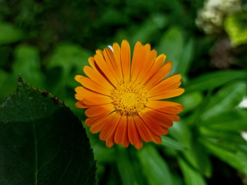 Calendula Officinale - Calendula officinalis