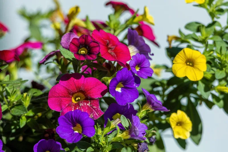 Calibrachoa - Calibrachoa spp.