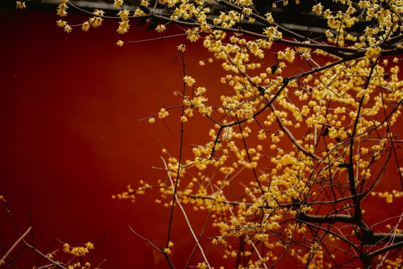 Calicanto - Chimonanthus praecox