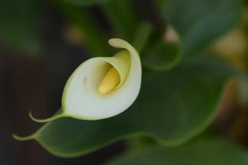 Calla Palustre - Calla palustris
