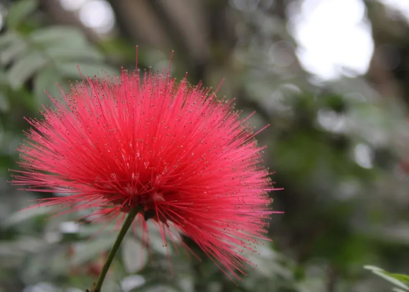 Calliandra - Calliandra haematocephala
