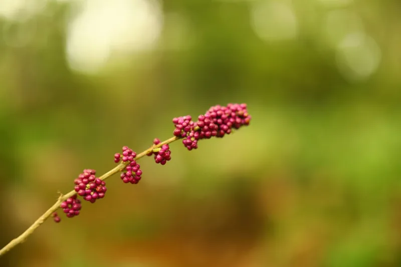 Callicarpa - Callicarpa bodinieri