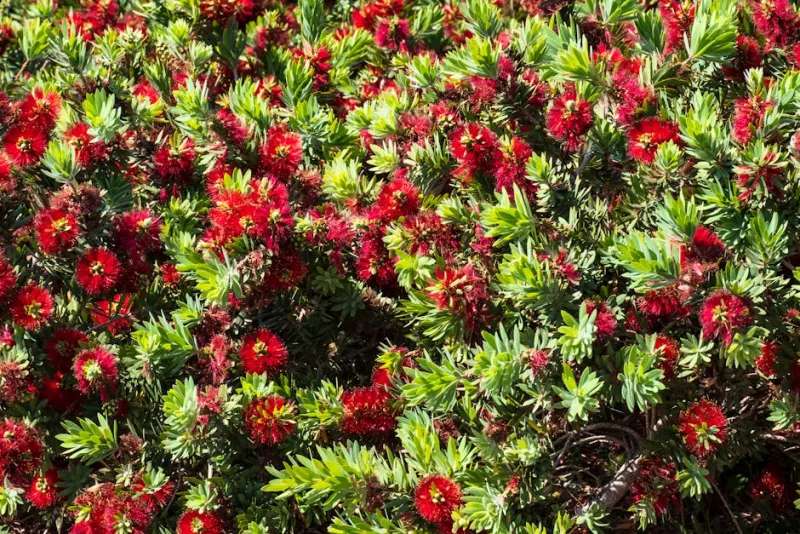Callistemon Laevis - Callistemon laevis