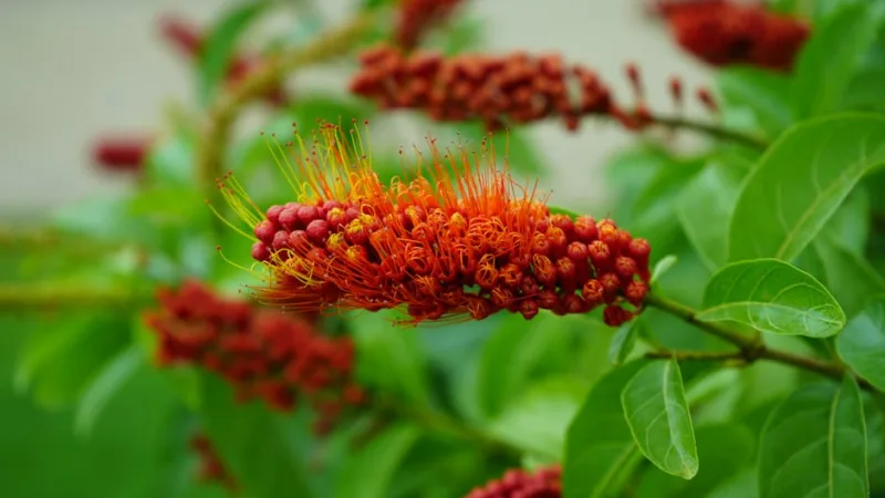 Callistemon - Callistemon citrinus