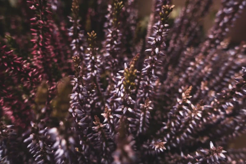 Calluna Vulgaris - Calluna vulgaris