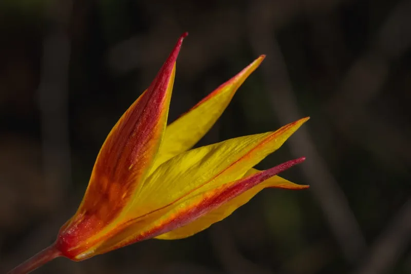 Calochortus Venustus - Calochortus venustus