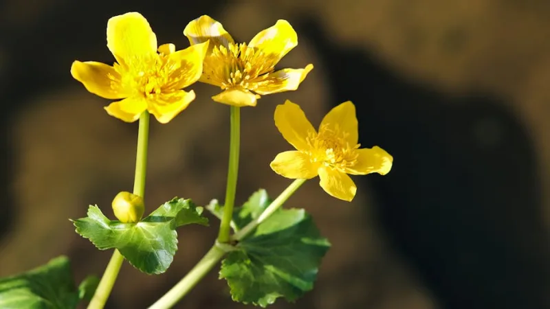 Calta Palustre - Caltha palustris