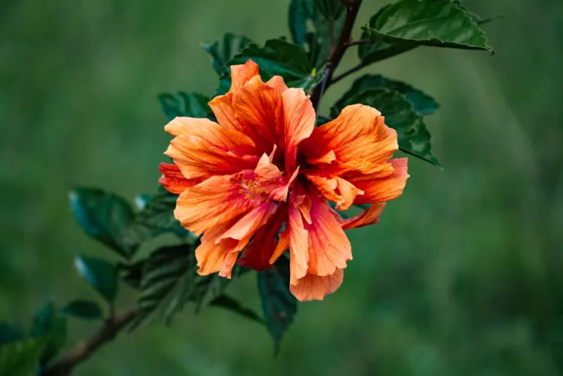 Calycanthus Floridus - Calycanthus floridus