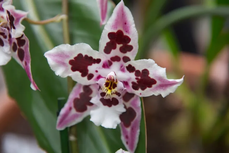 Cambria - × Cambria spp.
