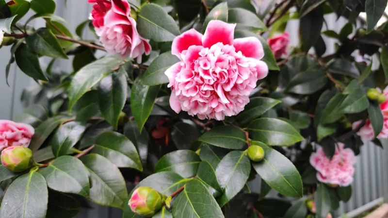 Camelia Japonica - Camellia japonica