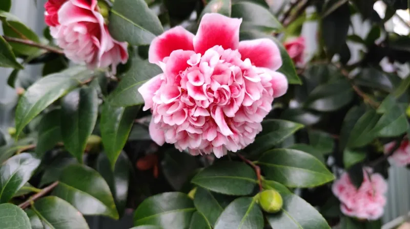 Camellia Donation - Camellia × williamsii 'Donation'