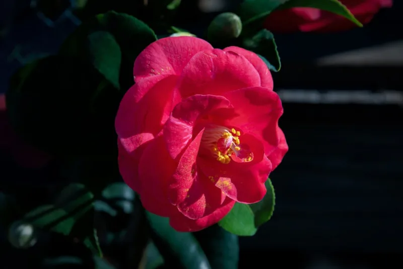 Camellia Sasanqua - Camellia sasanqua