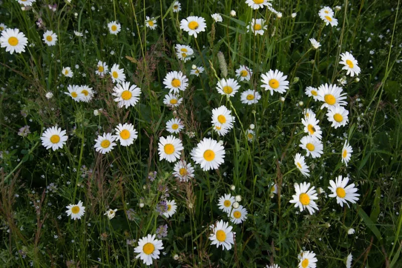 Camomilla - Matricaria chamomilla