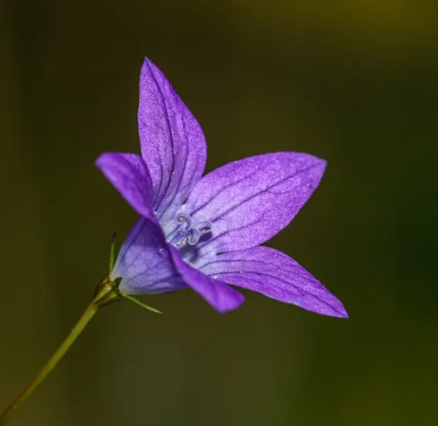 Campanula Alpina - Campanula cochleariifolia