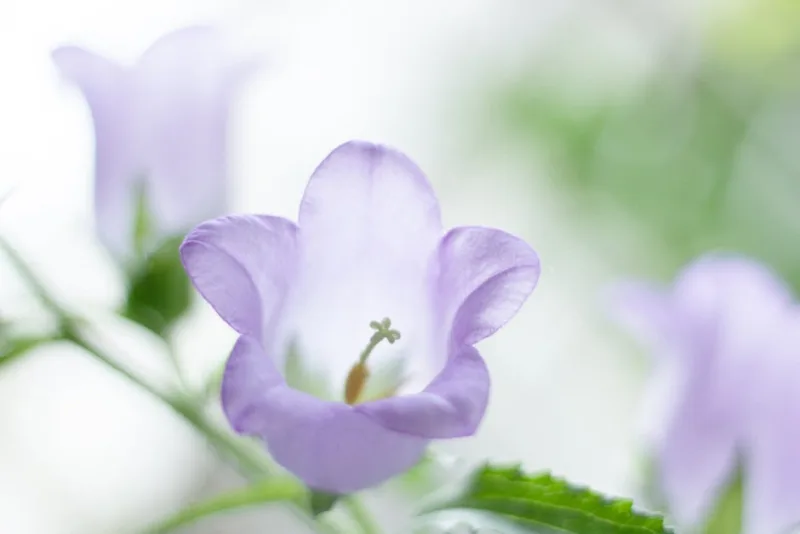 Campanula Cup and Saucer - Campanula medium 'Cup and Saucer'