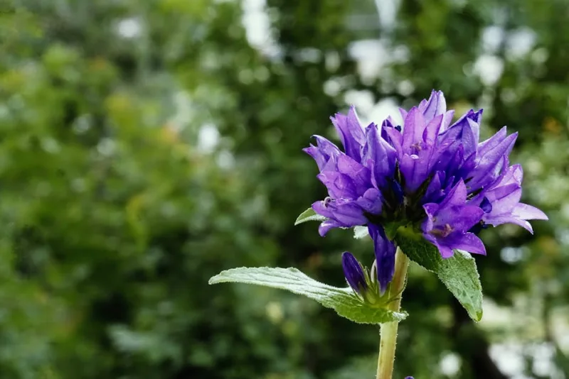 Campanula Medium - Campanula medium