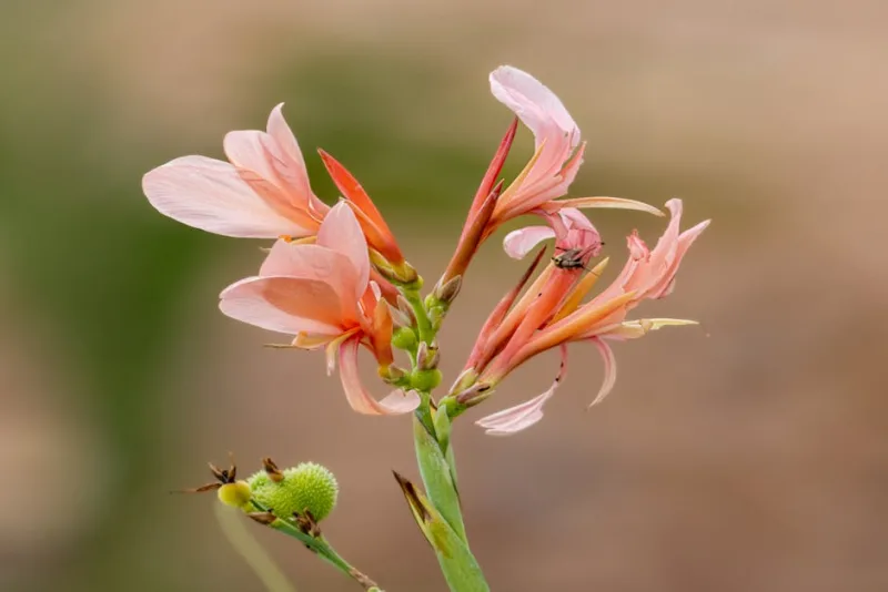 Canna Indica - Canna × generalis