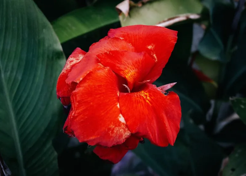 Canna Tropicanna - Canna 'Tropicanna'