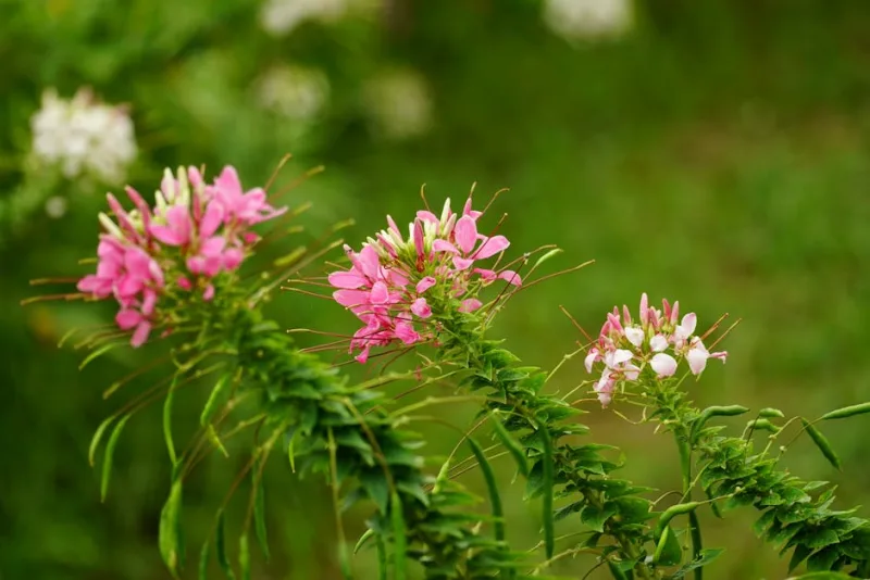 Cappero Comune - Capparis spinosa