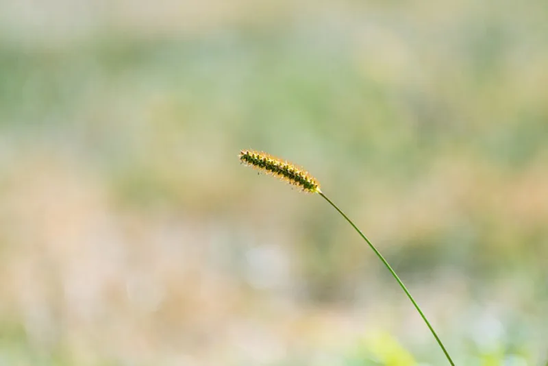 Carex Morrowii - Carex morrowii