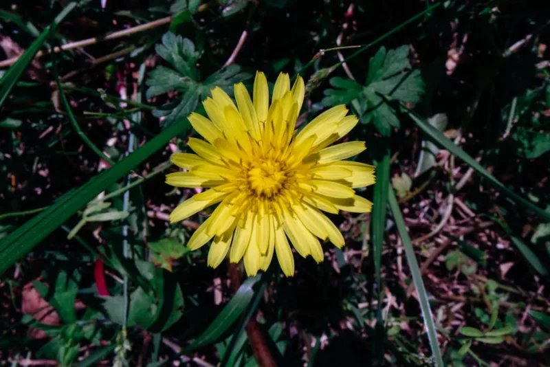 Carlina Acaulis - Carlina acaulis