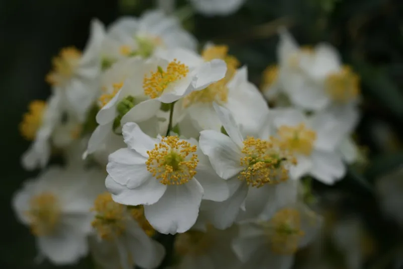 Carpenteria - Carpenteria californica