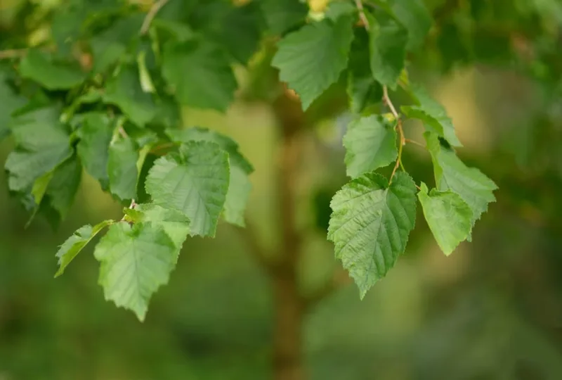 Carpinus Betulus - Carpinus betulus
