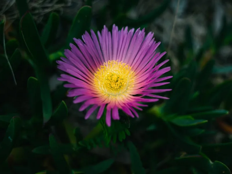 Carpobrotus - Carpobrotus edulis
