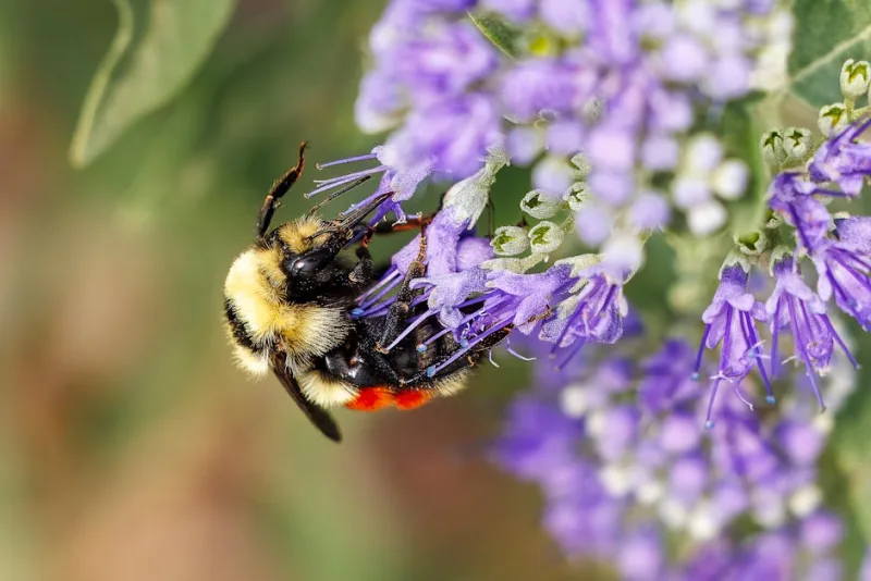 Caryopteris Clandonensis - Caryopteris × clandonensis