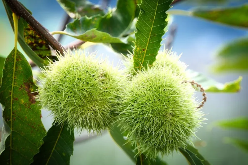 Castagno in Fiore - Castanea sativa