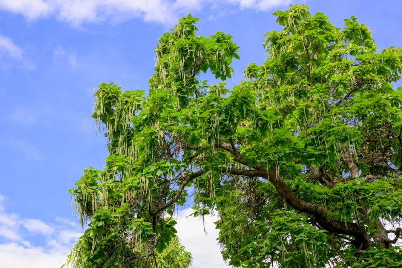 Catalpa Bignonioides - Catalpa bignonioides