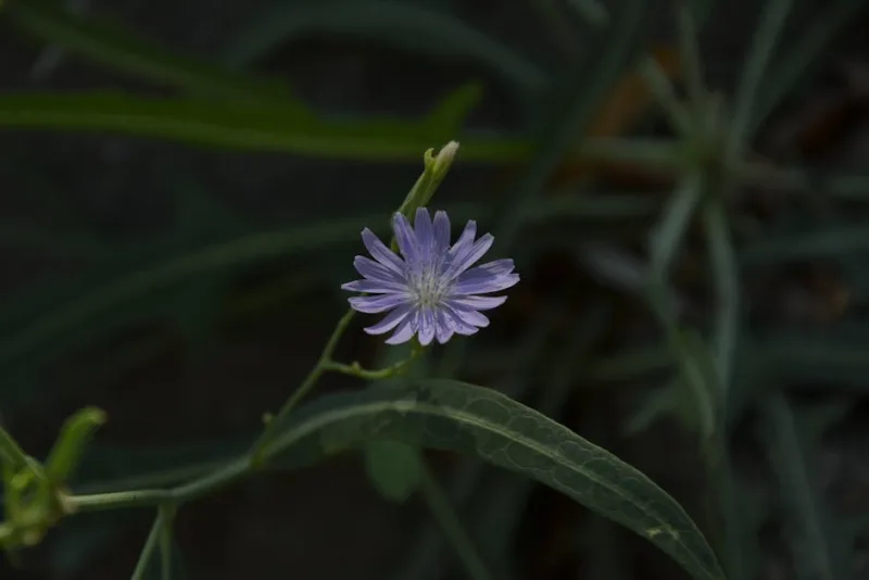 Catananche - Catananche caerulea