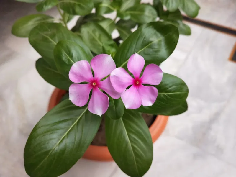 Catharanthus - Catharanthus roseus