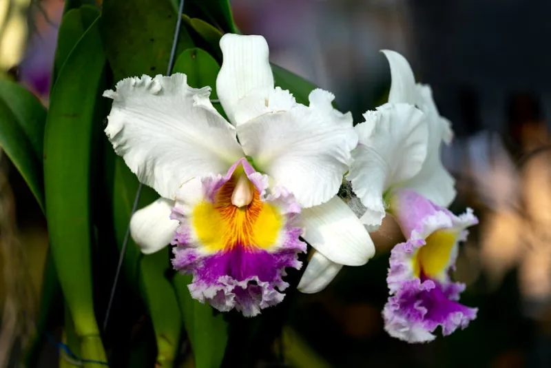 Cattleya Chocolate Drop - Cattleya 'Chocolate Drop'