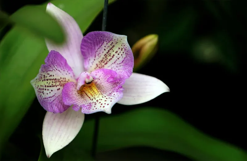 Cattleya Labiata - Cattleya labiata