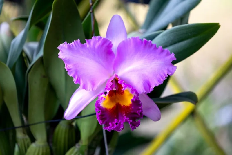 Cattleya Walkeriana - Cattleya walkeriana