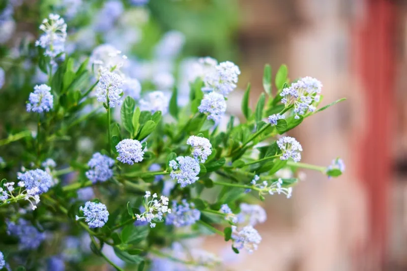 Ceanothus Thyrsiflorus - Ceanothus thyrsiflorus