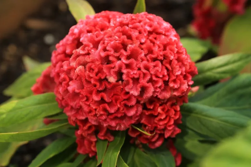 Celosia Chief Mix - Celosia cristata 'Chief'