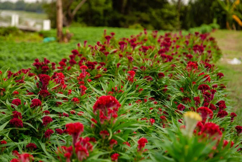 Celosia Dragon Breath - Celosia 'Dragon's Breath'