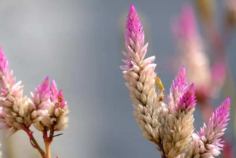 Celosia Flamingo Feather - Celosia 'Flamingo Feather'