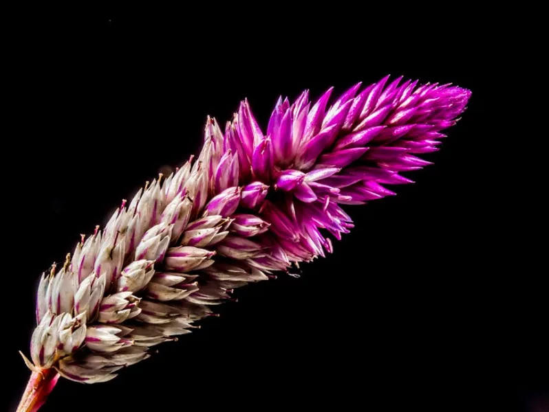 Celosia Intenz - Celosia argentea 'Intenz'