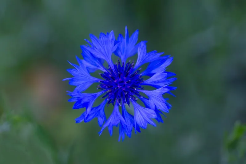 Centaurea Cyanus Rosa - Centaurea cyanus (rosa)