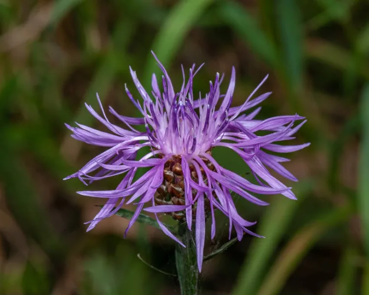 Centaurea Dealbata - Centaurea dealbata